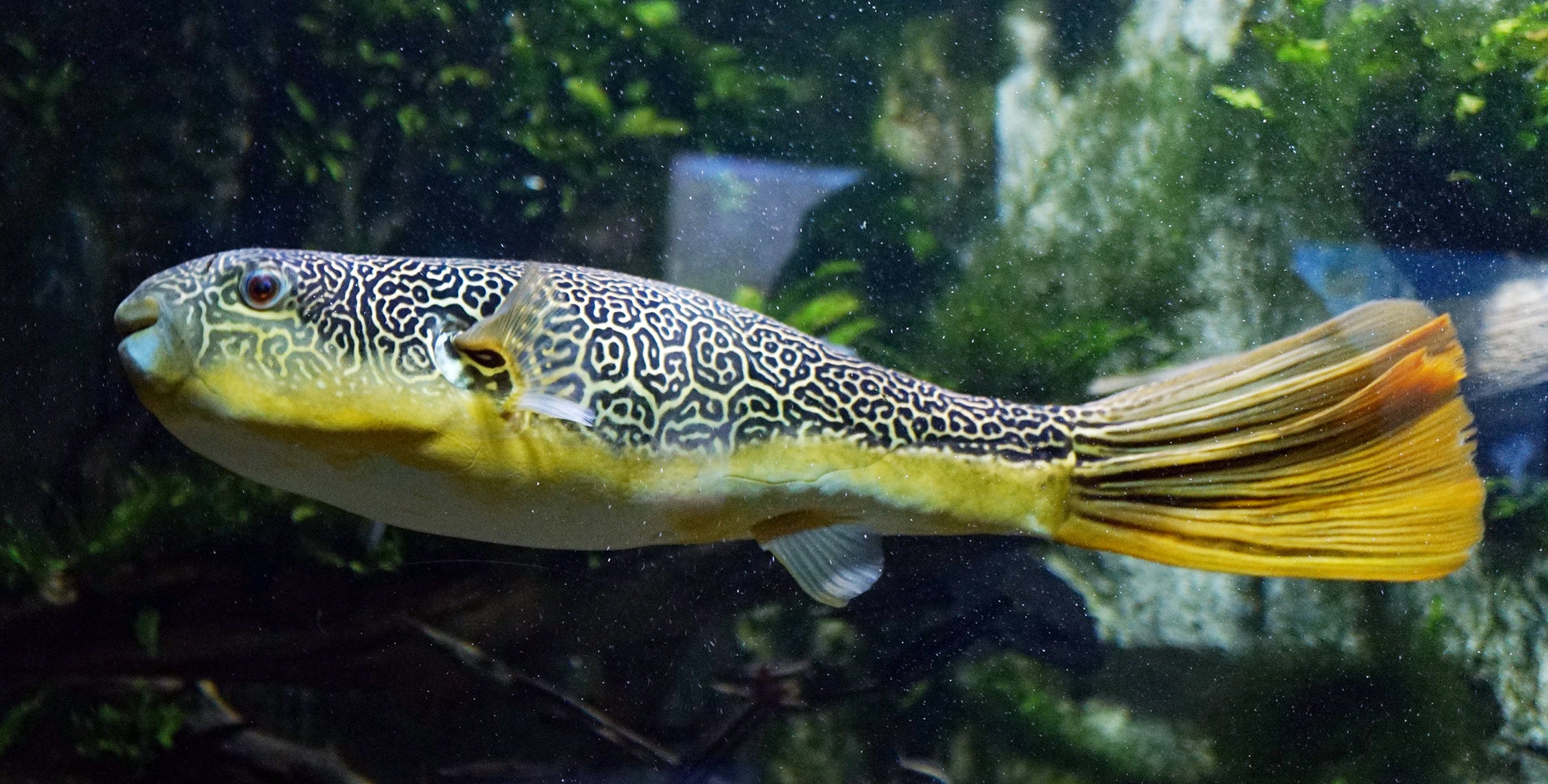 MBU Puffer (Tetraodon mbu) — Photo: Tiia Monto, CC BY-SA 4.0, via Wikimedia Commons