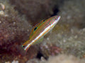Pink Face Wrasse (Thalassoma quinquevittatum) — Photo: Izuzuki, CC BY 4.0, via Wikimedia Commons