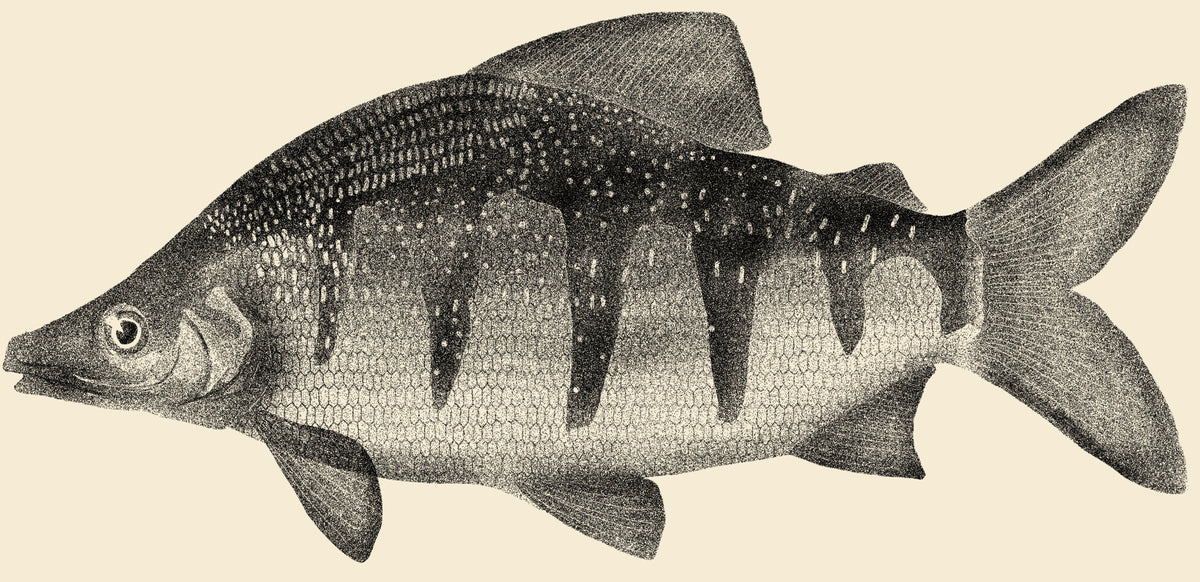 Distichodus Lusosso