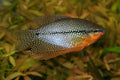 Gold Pearl Gourami (Trichopodus leerii) — Photo: BEDO (Thailand), CC BY-SA 4.0, via Wikimedia Commons