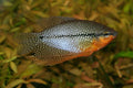 Gold Pearl Gourami (Trichopodus leerii)