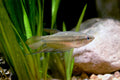 Croaking Gourami (Trichopsis vittata) — Photo: Baitoeytnt (BEDO Thailand), CC-BY-SA 4.0, via Wikimedia Commons