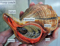 Orange Horse Conch (Triplofusus giganteus) — Photo: James St. John, CC BY 2.0, via Wikimedia Commons