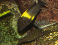 Tropheus Moorei Moliro (Tropheus moorii) — Photo: Thomas Ernst, Public domain, via Wikimedia Commons