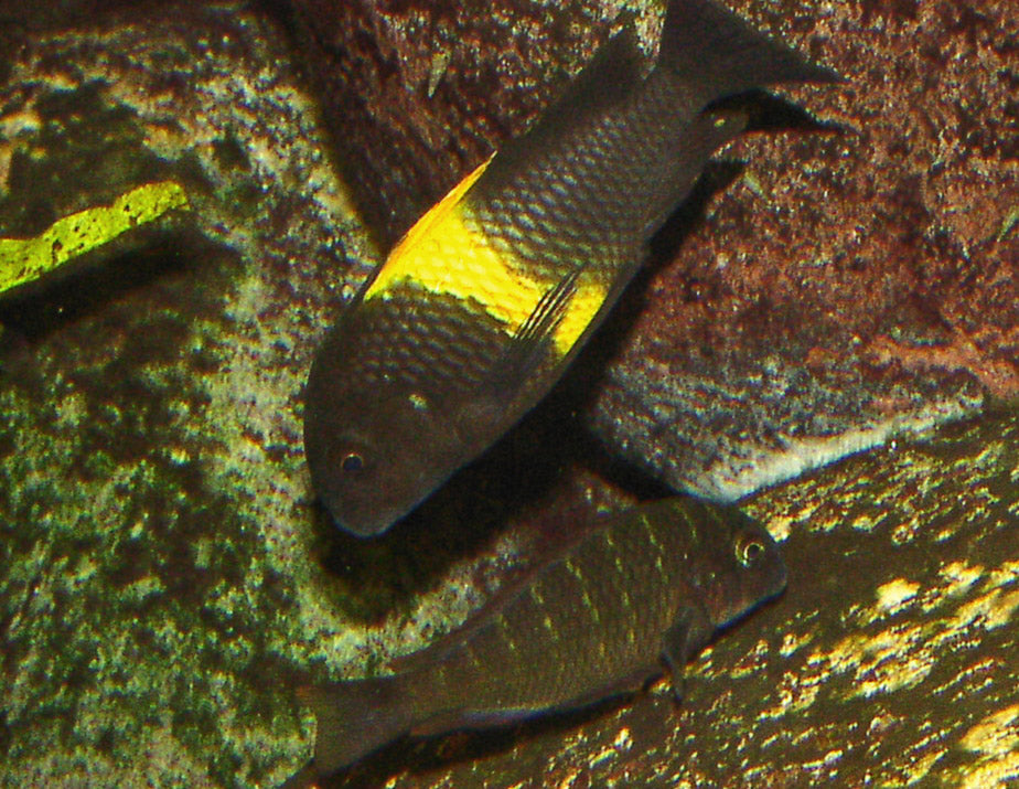 Tropheus Moorei Moliro (Tropheus moorii) — Photo: Thomas Ernst, Public domain, via Wikimedia Commons