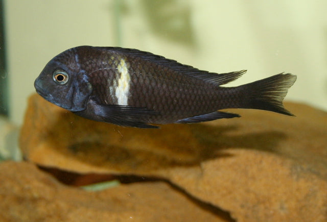 Tropheus Duboisi (Tropheus duboisi) — Photo: Dr David Midgley, CC BY-SA 2.5, via Wikimedia Commons