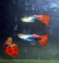 Tuxedo guppy (Poecilia reticulata) — Photo: Fanghong, CC BY-SA 3.0, via Wikimedia Commons