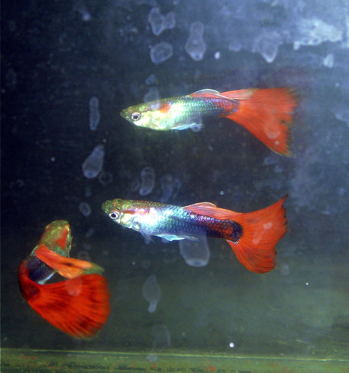 Flamingo Tuxedo Guppies (Poecilia reticulata) (Pairs)