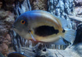 Tank-Raised Uaru Cichlid (Uaru amphiacanthoides) — Photo: Brent Tibbats, CC BY 3.0, via Wikimedia Commons