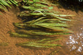 Vallisneria Spiralis Leopard (Vallisneria) — via Wikimedia Commons