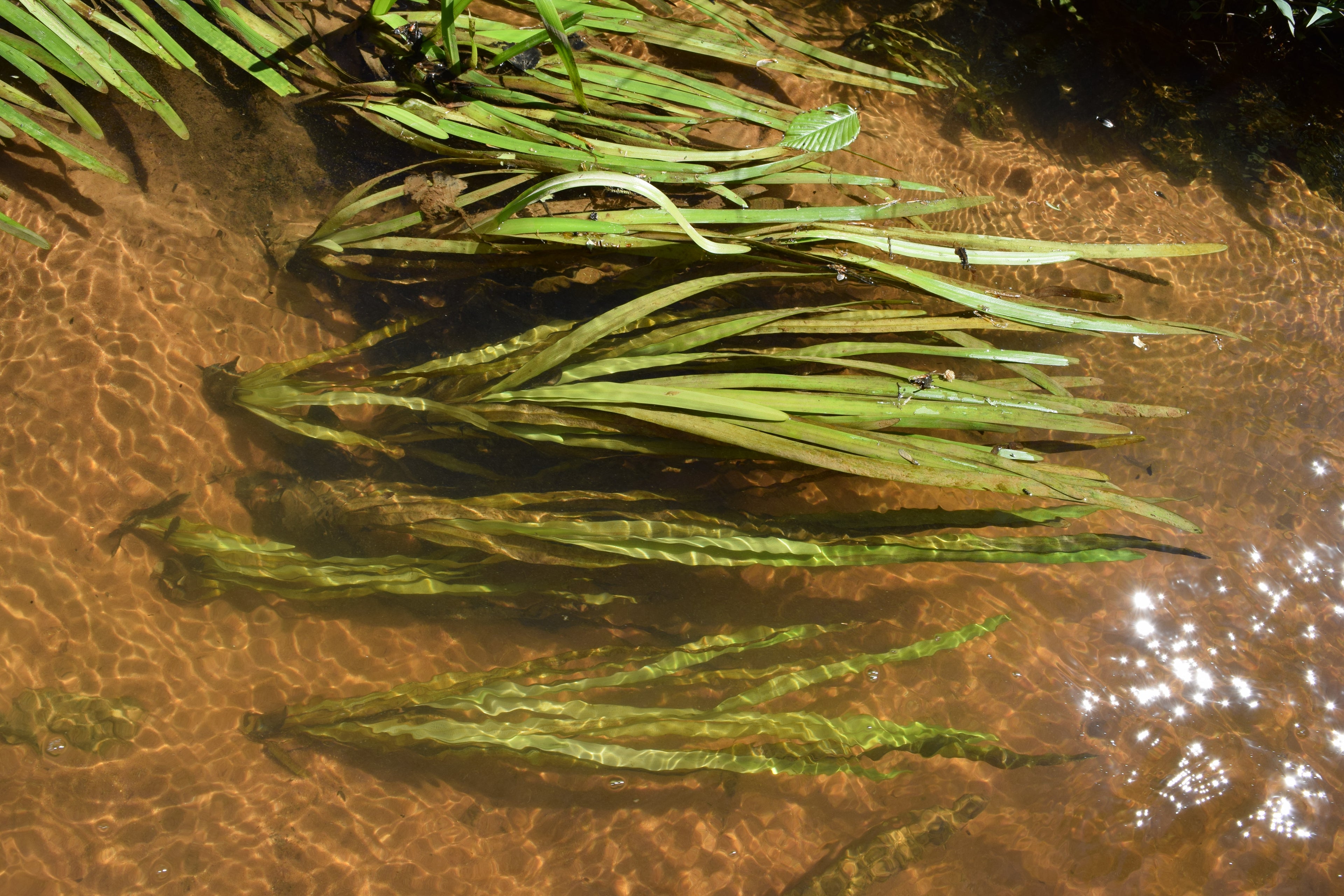 Vallisneria Jungle Val (Vallisneria americana) — via Wikimedia Commons