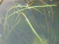 Vallisneria Torta (Vallisneria) — via Wikimedia Commons