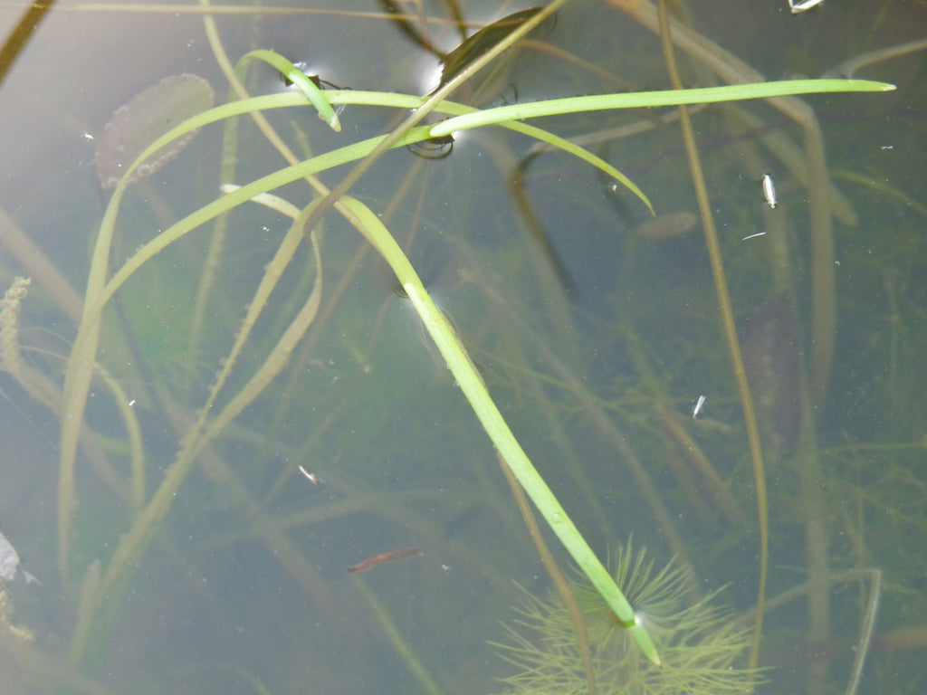 Vallisneria Nana (Vallisneria) — via Wikimedia Commons