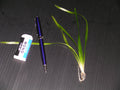 Vallisneria Asiatica Biwaensis (Vallisneria asiatica var. biwaensis) — via Wikimedia Commons