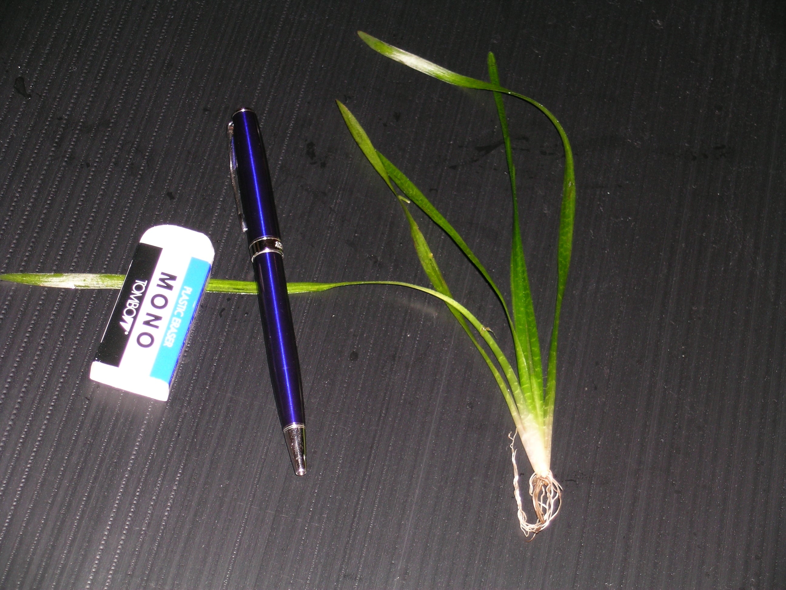 Vallisneria Asiatica Biwaensis (Vallisneria asiatica var. biwaensis) — via Wikimedia Commons