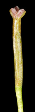 Vallisneria Nana — Photo: Kevin Thiele, CC BY 2.0, via Wikimedia Commons