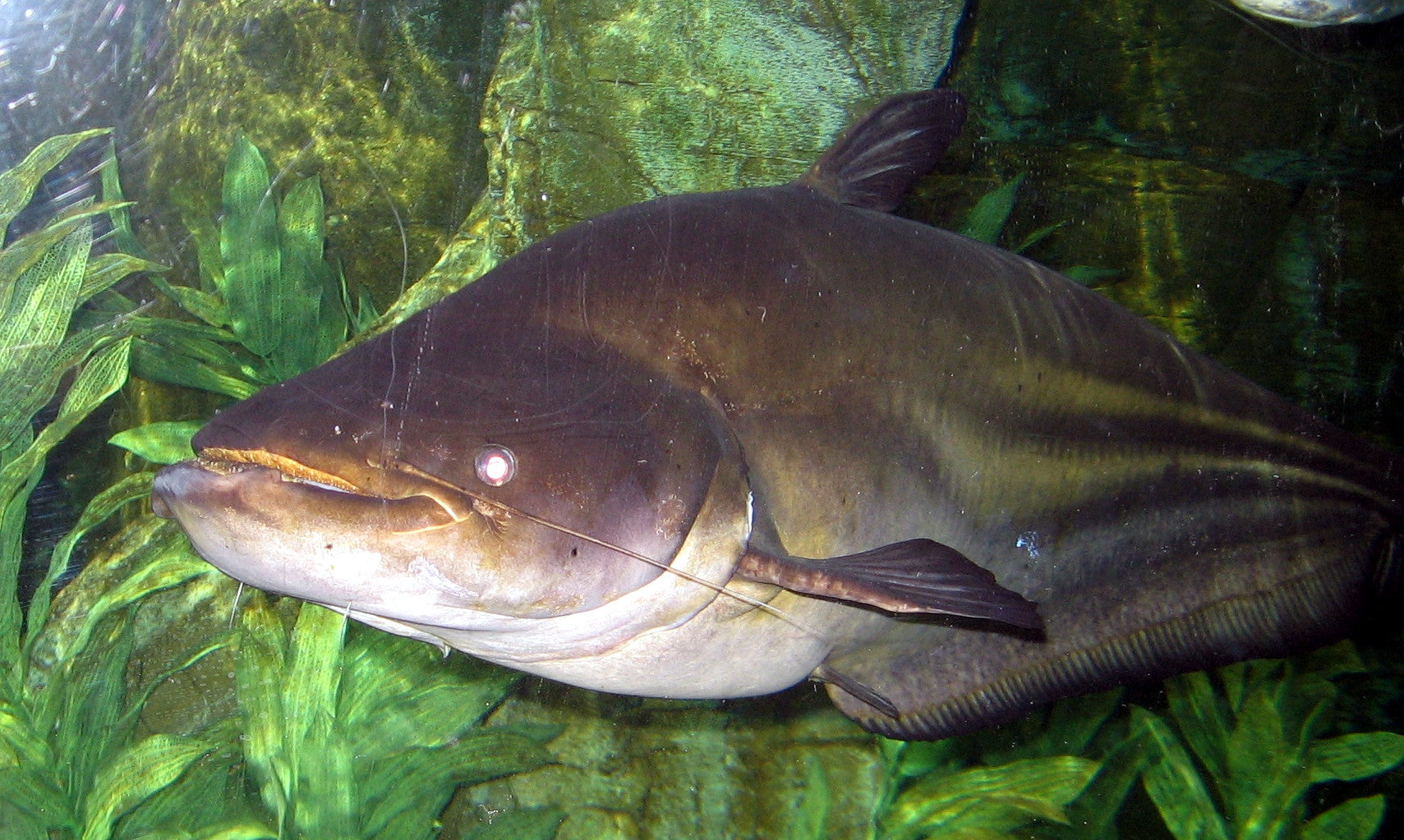 Marble Dwalla Catfish (Wallago/Wallagonia leerii) — Photo: Ginkgo100, CC BY-SA 3.0, via Wikimedia Commons
