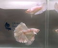 White/platinum betta (Betta splendens), bred by Elena Trinita — Photo: Eleverse, CC BY-SA 4.0, via Wikimedia Commons