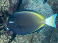 Whitecheek/Gold Rim Surgeonfish (Acanthurus nigricans) — Photo: Rickard Zerpe, CC BY 2.0, via Wikimedia Commons