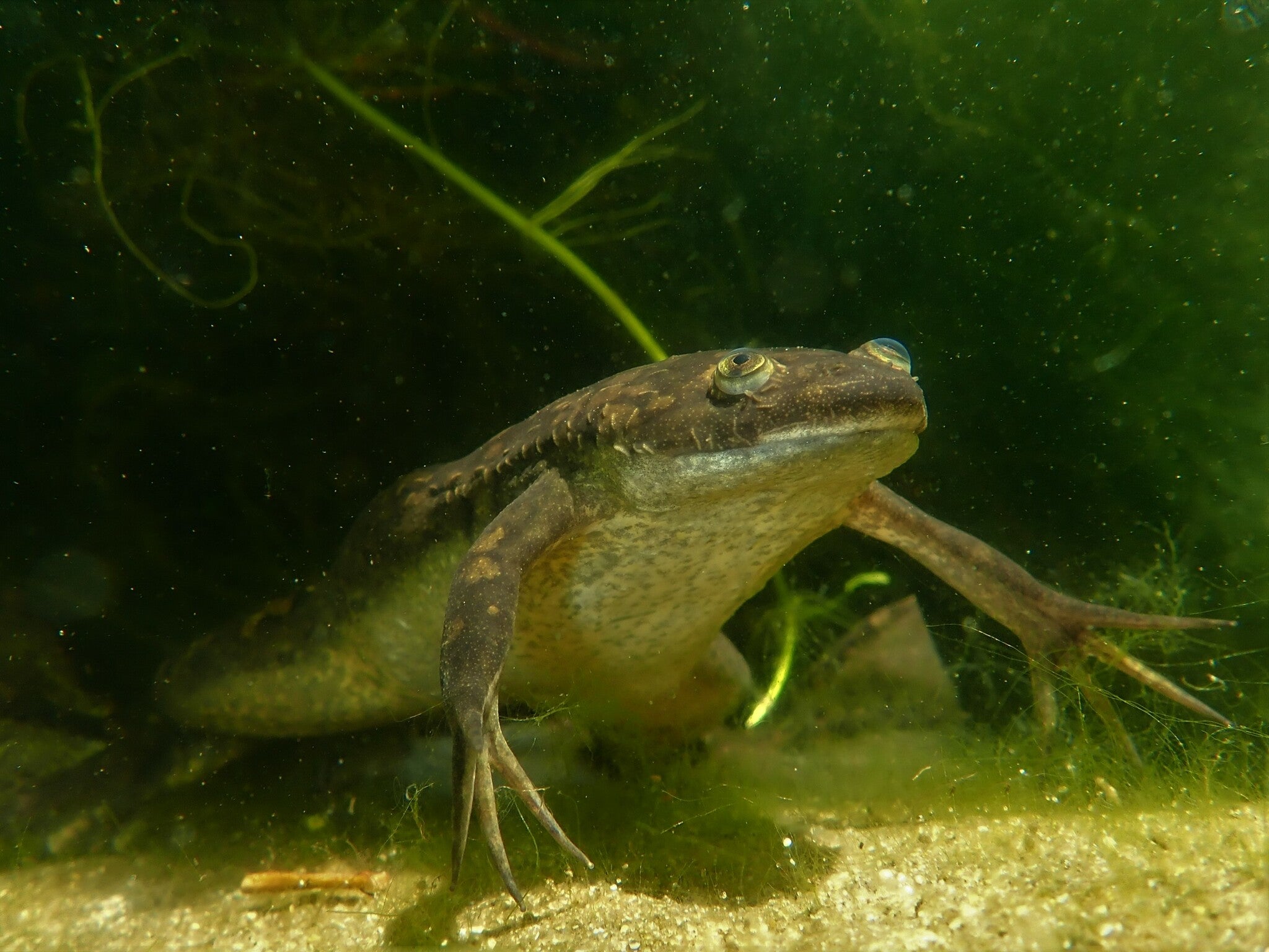 Tank-Raised African Clawed Frog (Xenopus laevis) — Photo: Marius Burger, CC0, via Wikimedia Commons