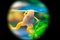 Albino African Clawed Frog (Xenopus laevis) - Photo: Capilat, CC BY-SA 4.0, via Wikimedia Commons