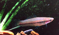 Red Painted Swordtail