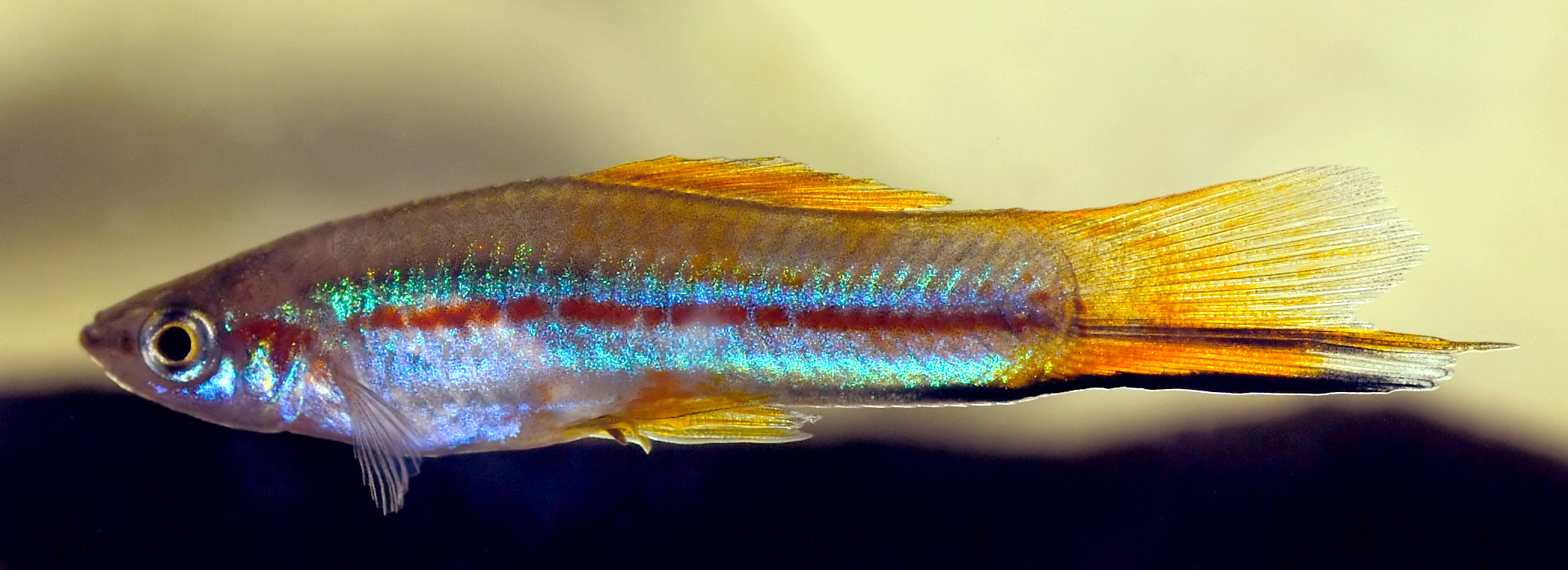 Green Swordtail (Xiphophorus hellerii) — Photo: André Karwath (Aka), CC BY-SA 2.5, via Wikimedia Commons