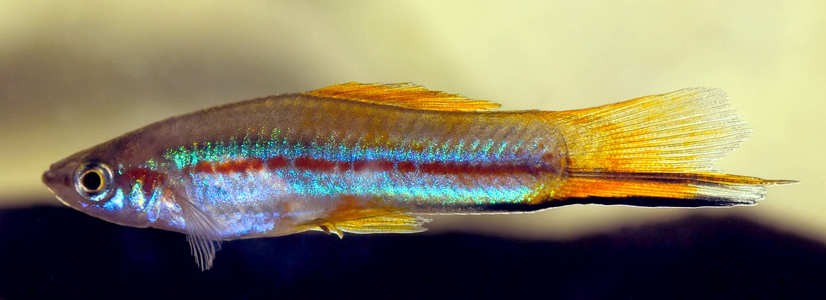 Green Swordtail (Xiphophorus hellerii)