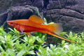 Red swordtail (Xiphophorus hellerii) — Photo: Wojciech J. Płuciennik, CC BY-SA 4.0, via Wikimedia Commons