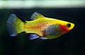Platy (Xiphophorus maculatus) — Photo: Usien, CC BY-SA 4.0, via Wikimedia Commons