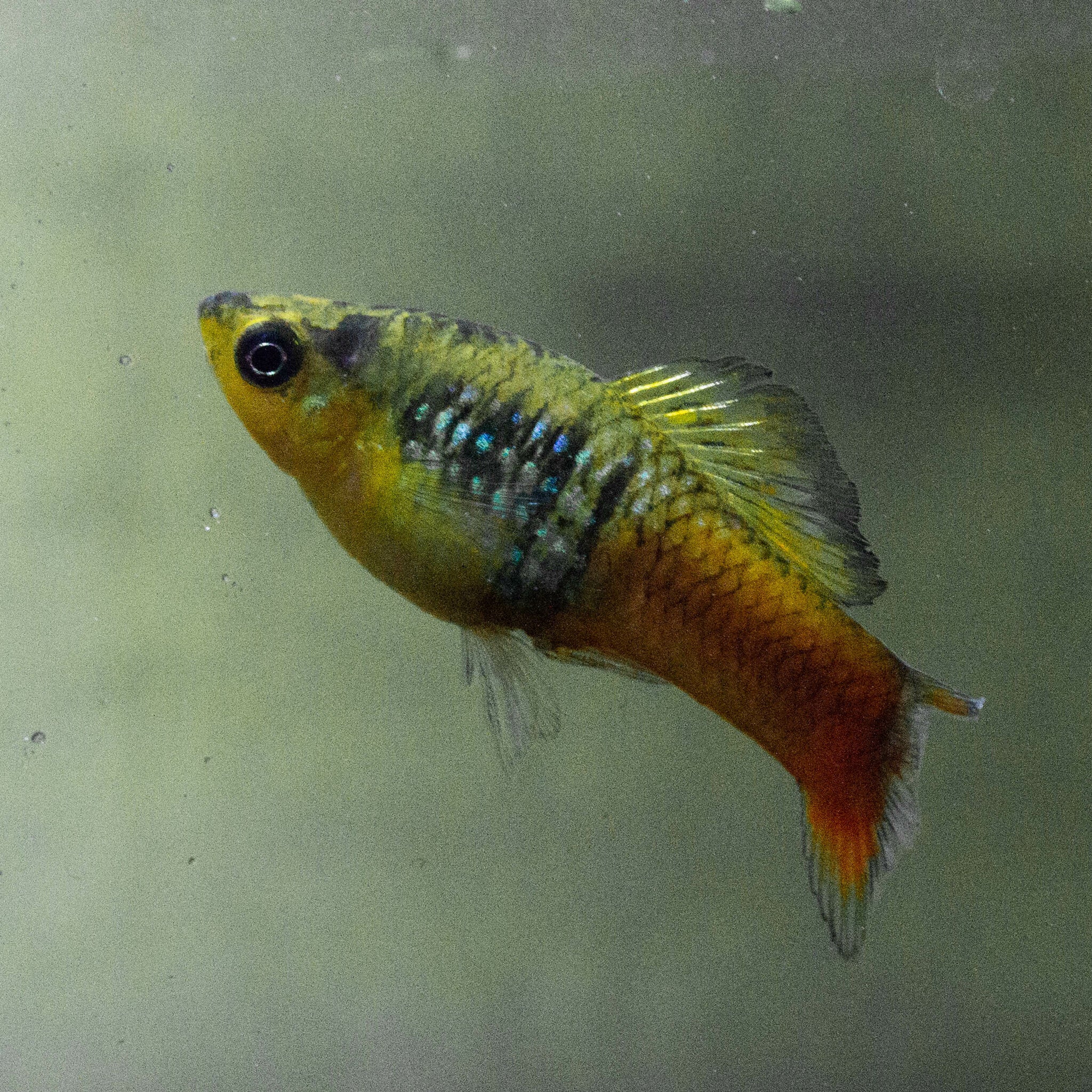 Sunset Variatus Platy (Xiphophorus variatus) — Photo: Adrian Torres B., CC0, via Wikimedia Commons