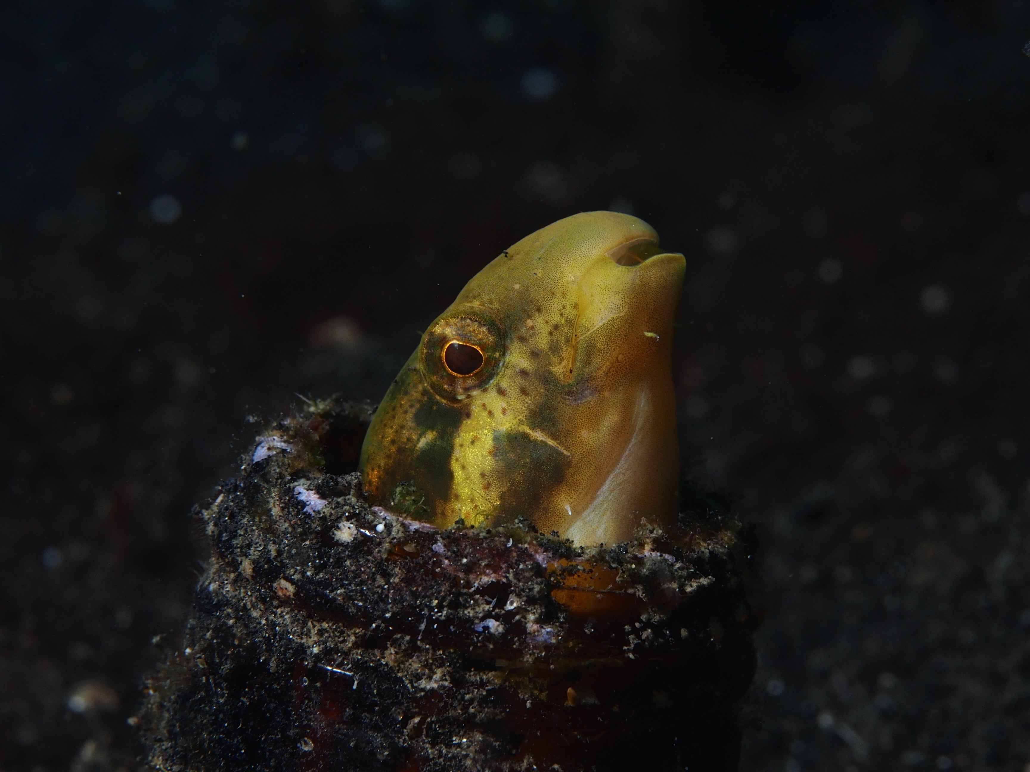 Mock Blenny (Petroscirtes fallax) — Photo: Rickard Zerpe, CC BY-SA 2.0, via Wikimedia Commons