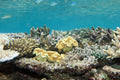 Yellow Leather Toadstool Coral (Sarcophyton elegans) — Photo: Paul Asman and Jill Lenoble, CC BY 2.0, via Wikimedia Commons
