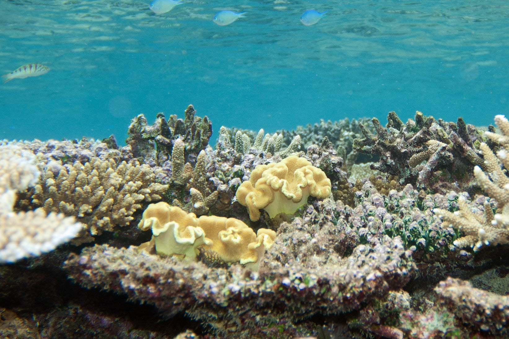 Yellow Leather Toadstool Coral (Sarcophyton elegans) — Photo: Paul Asman and Jill Lenoble, CC BY 2.0, via Wikimedia Commons