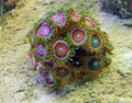 Multicolor Zoanthid Rock (Zoanthus sp.) — Photo: Kazvorpal, CC BY-SA 3.0, via Wikimedia Commons