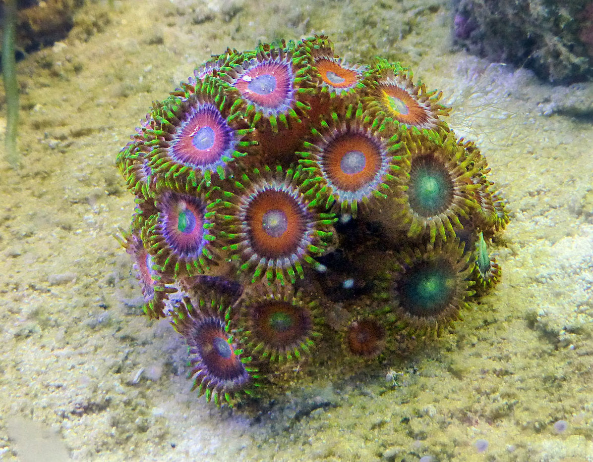 Multicolor Zoanthid Rock (Zoanthus sp.) — Photo: Kazvorpal, CC BY-SA 3.0, via Wikimedia Commons