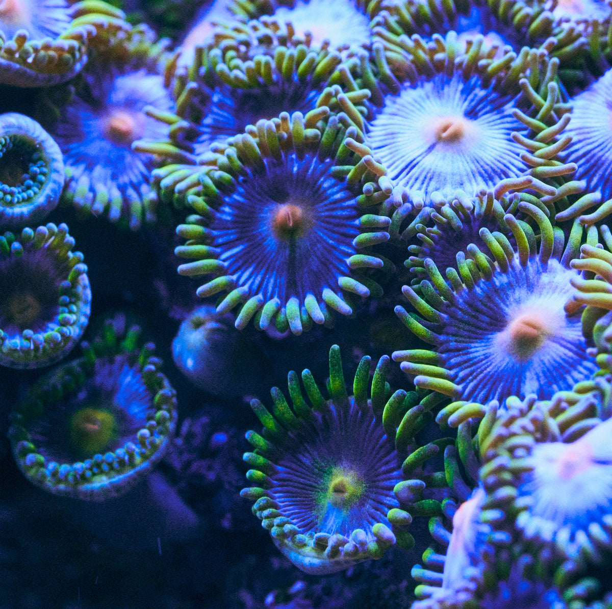 Multicolor Zoanthid Colony Polyps