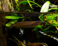 Celebese Halfbeak (Nomorhamphus liemi) — Photo: Vassil, CC0, via Wikimedia Commons