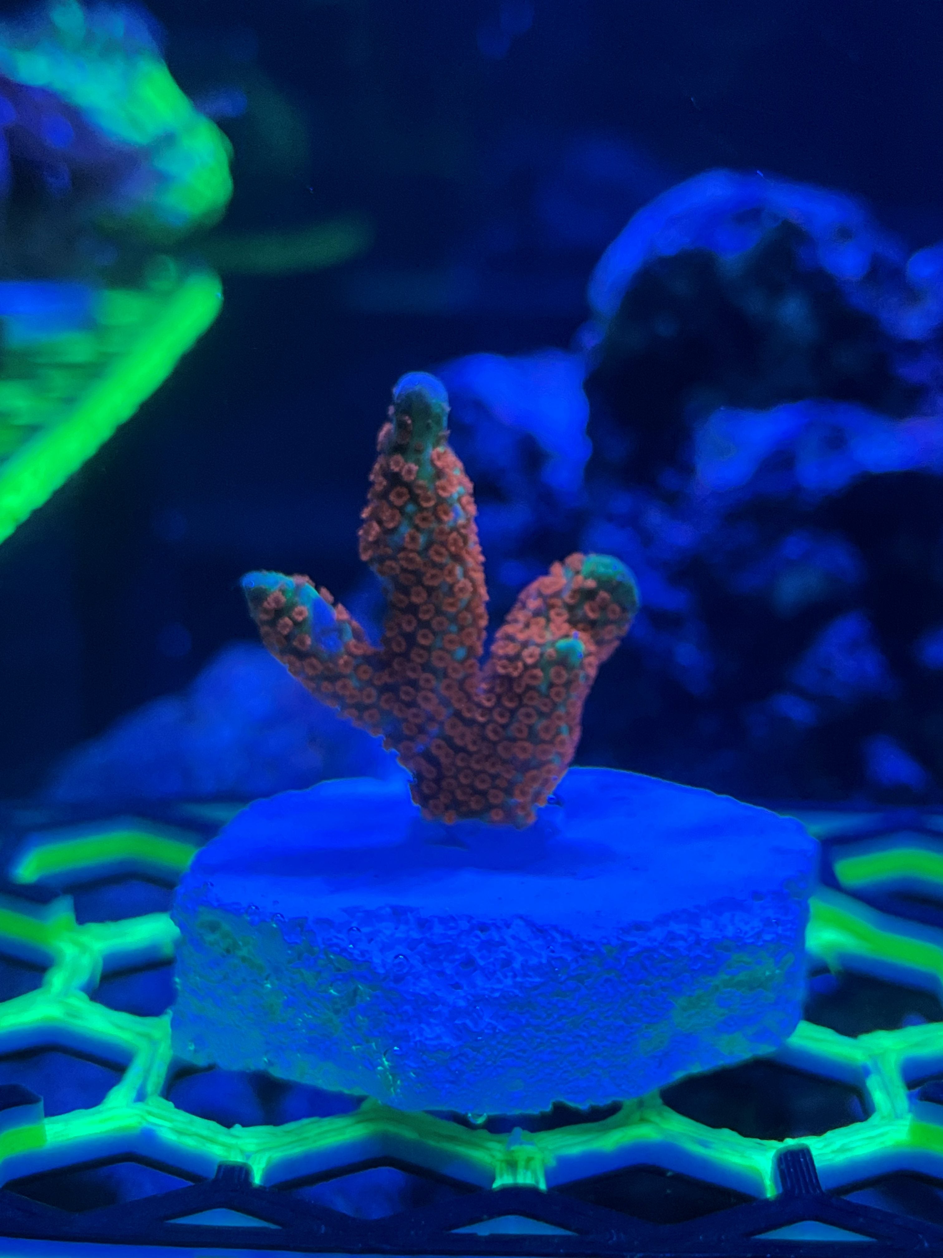 Pink Acropora Coral frag