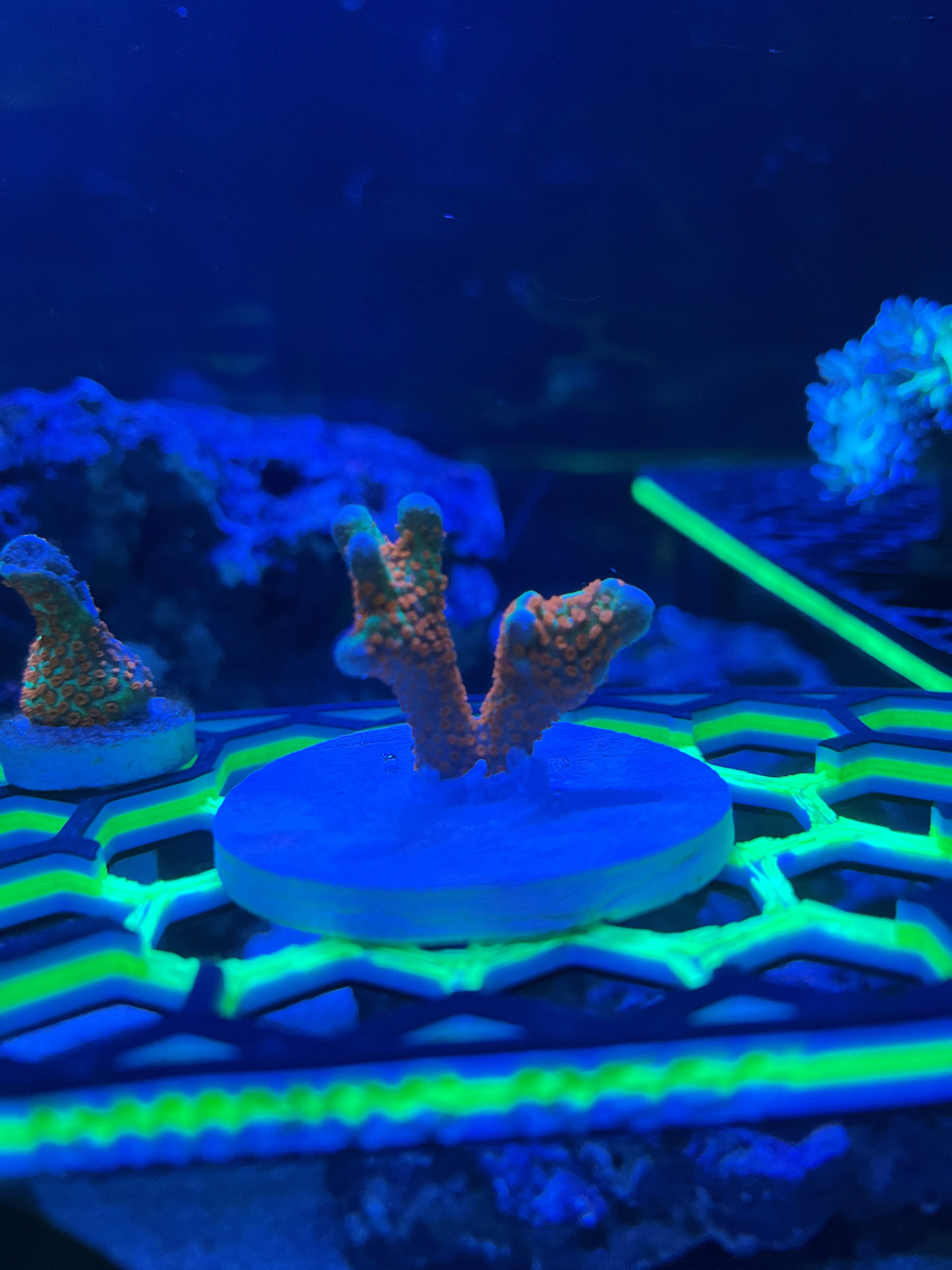 Pink Acropora Coral frag 2