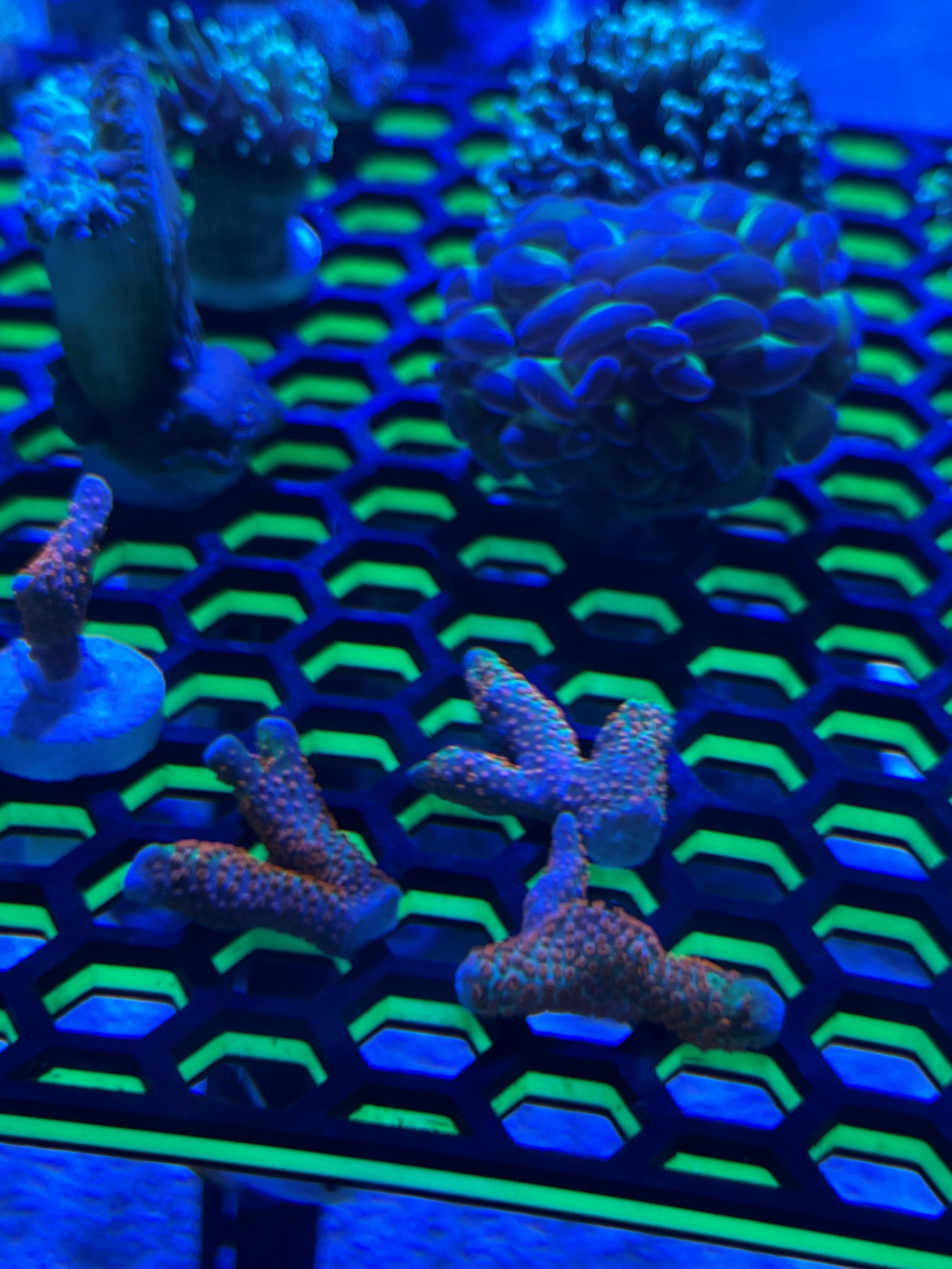 Pink Acropora Coral frags on rack