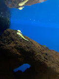 Albino Bristlenose Pleco