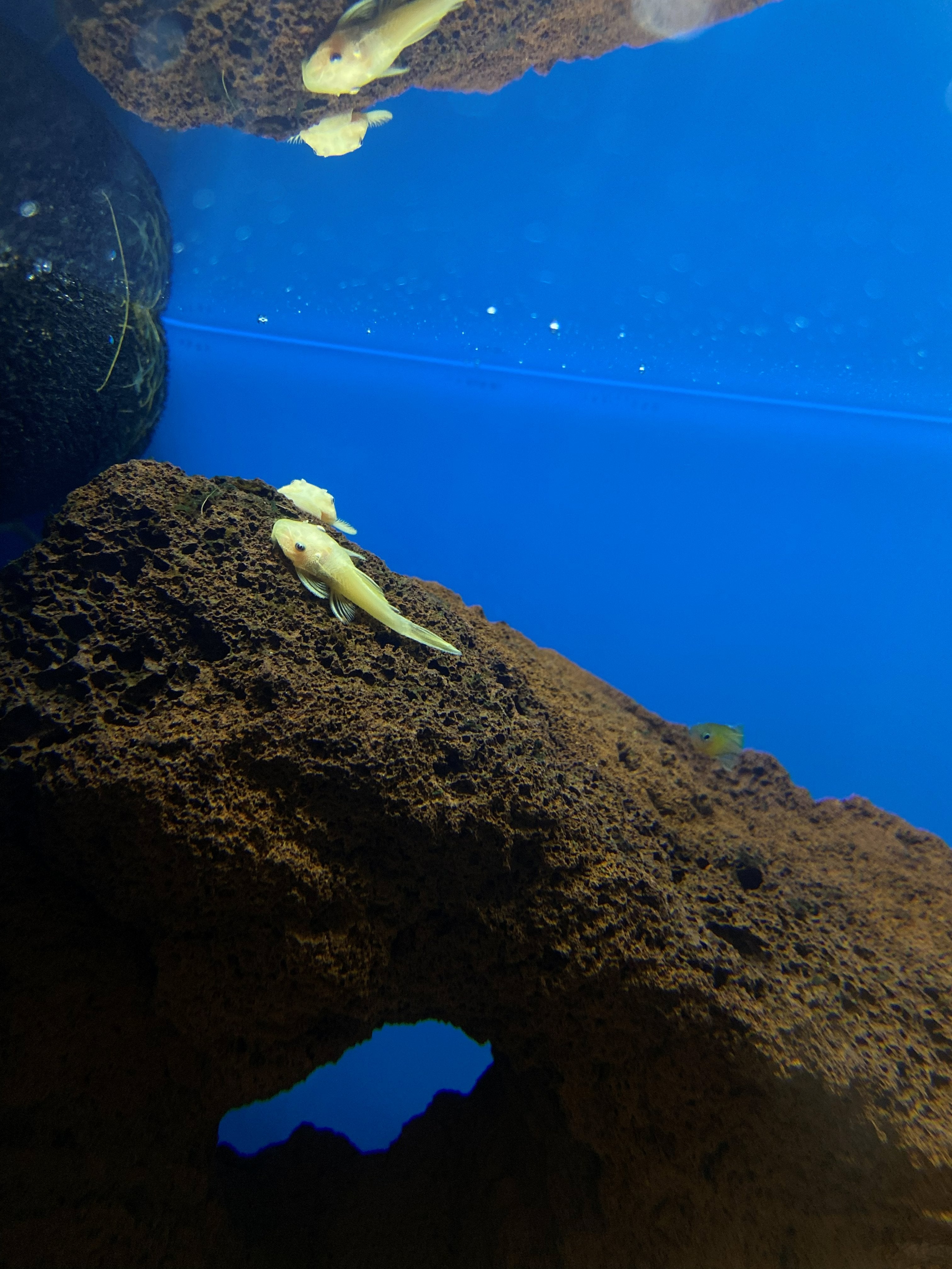 Albino Bristlenose Pleco