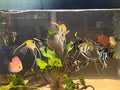 Freshwater Angelfish (Pterophyllum scalare)