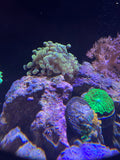 Green Bubble Coral (Plerogyra sinuosa)