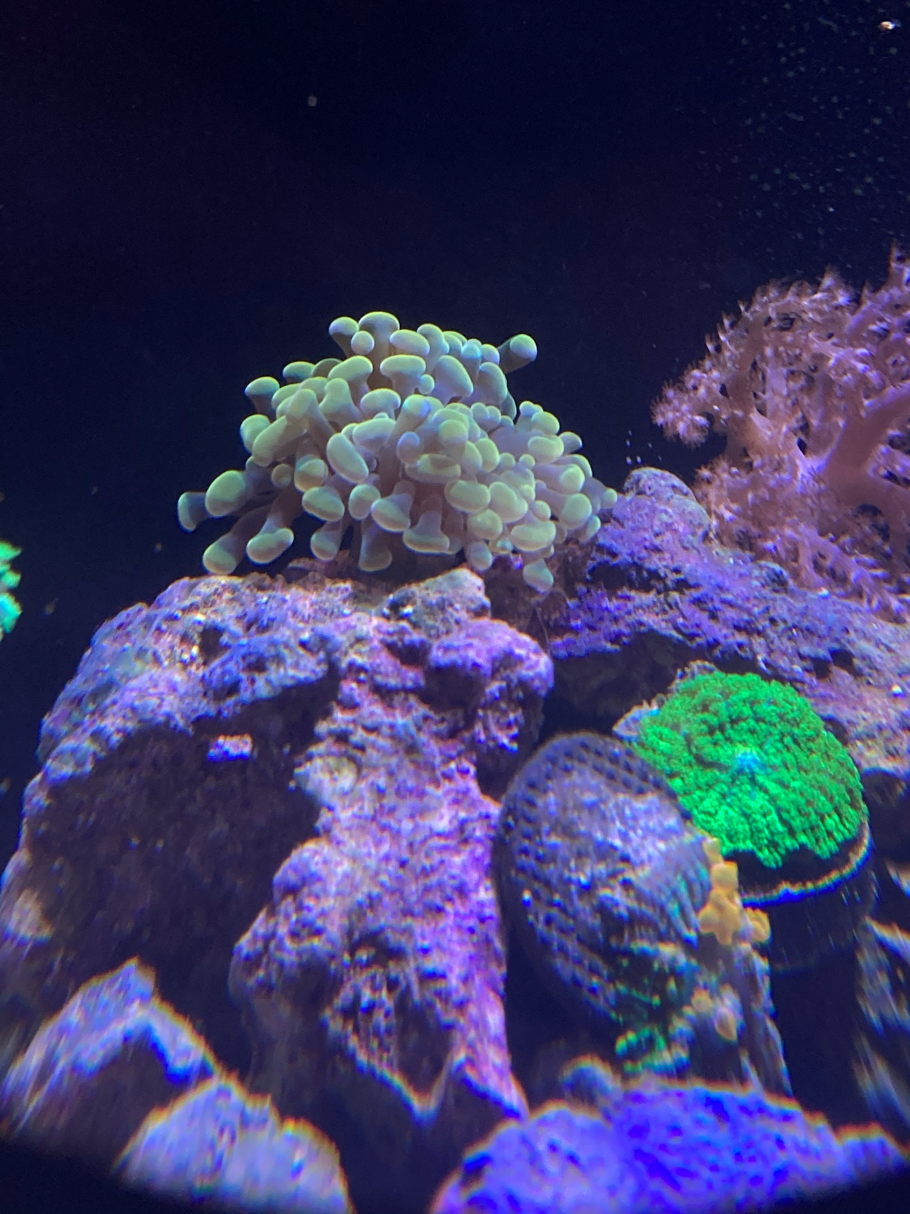 Green Bubble Coral (Plerogyra sinuosa)