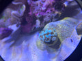 Candy Cane Coral