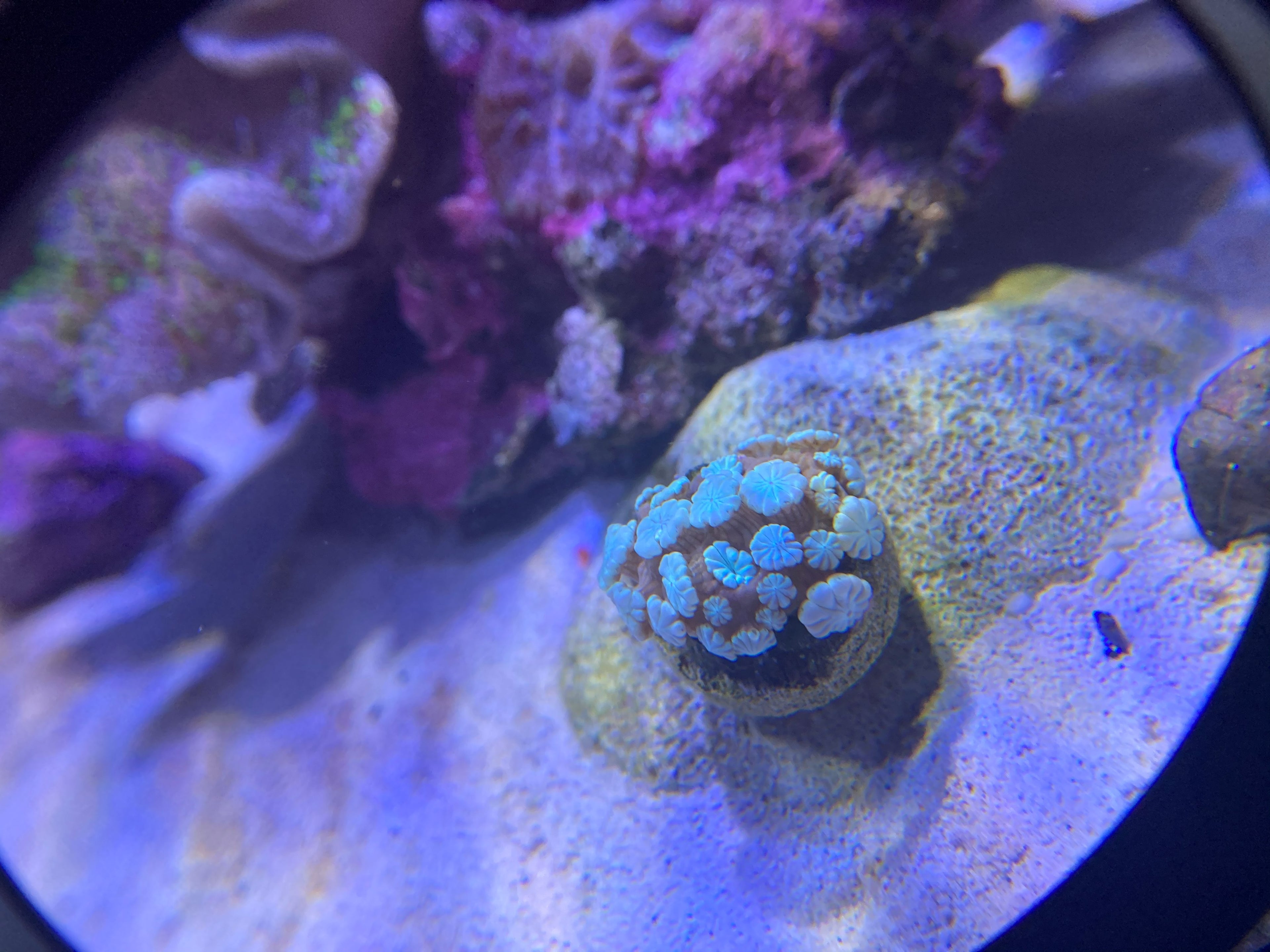 Candy Cane Coral
