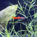 Chili Rasbora