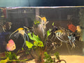 Discus